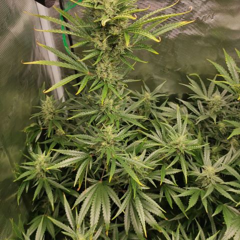 Master Kush Automatic growlog timeline photo