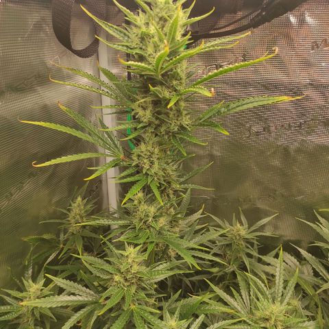 Master Kush Automatic growlog timeline photo
