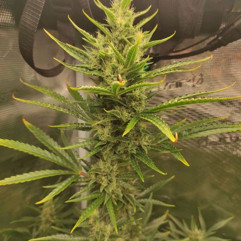 Master Kush Automatic growlog timeline photo
