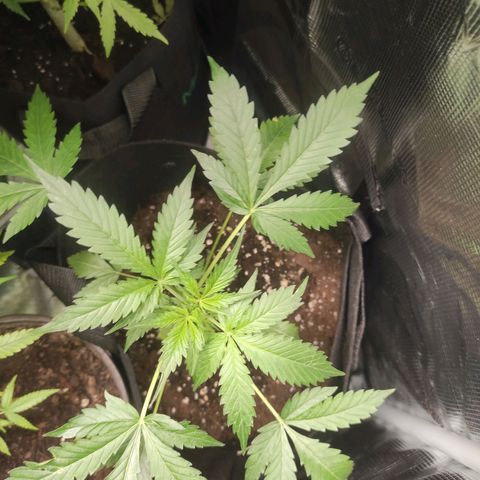 Purple Skunk auto growlog timeline photo