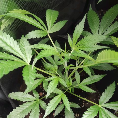 Stichy orange XXL growlog timeline photo