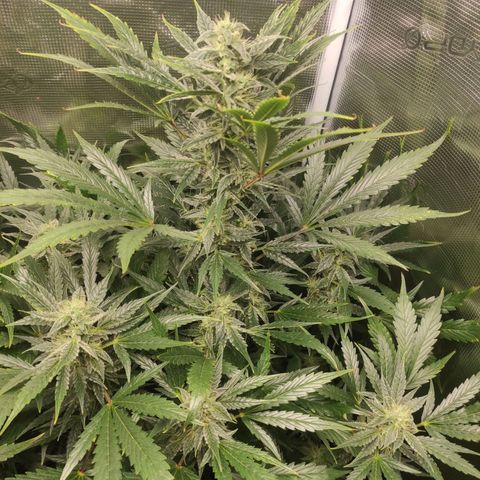 Banana Kush Cake Automatic growlog timeline photo