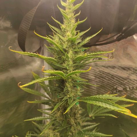 Master Kush Automatic growlog timeline photo