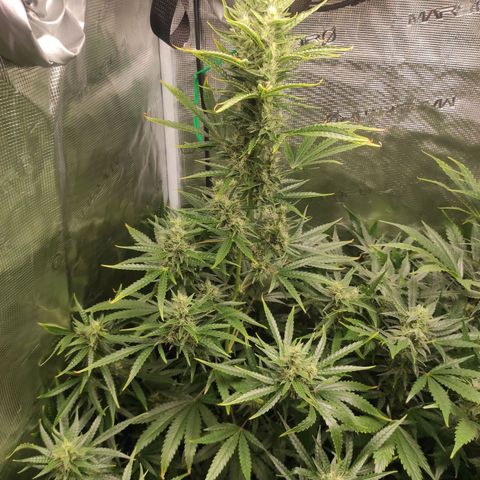 Master Kush Automatic growlog timeline photo