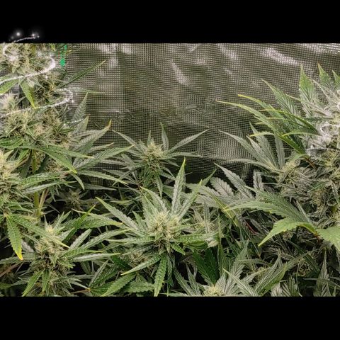 Master Kush Automatic growlog timeline photo