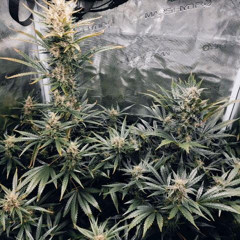 Master Kush Automatic growlog timeline photo