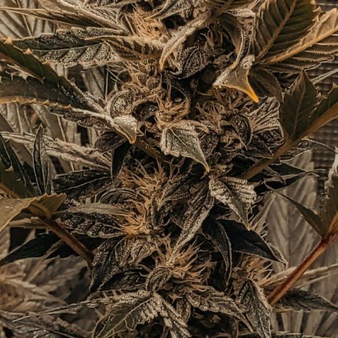 Banana Kush Cake Automatic growlog timeline photo
