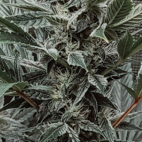 Banana Kush Cake Automatic growlog timeline photo