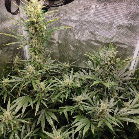 Master Kush Automatic growlog timeline photo