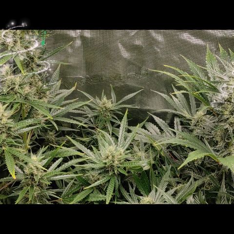 Master Kush Automatic growlog timeline photo