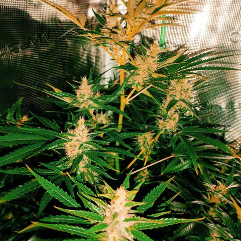 Master Kush Automatic growlog timeline photo
