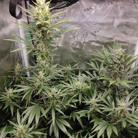 Banana Kush Cake Automatic growlog timeline photo