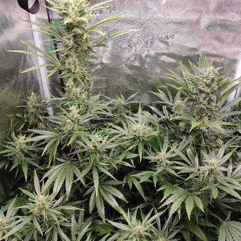 Banana Kush Cake Automatic growlog timeline photo