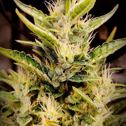 Master Kush Automatic growlog timeline photo