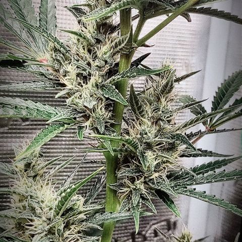 Master Kush Automatic growlog timeline photo