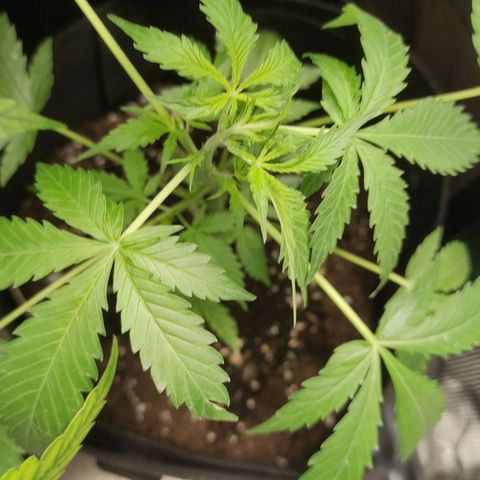 Purple Skunk auto growlog timeline photo
