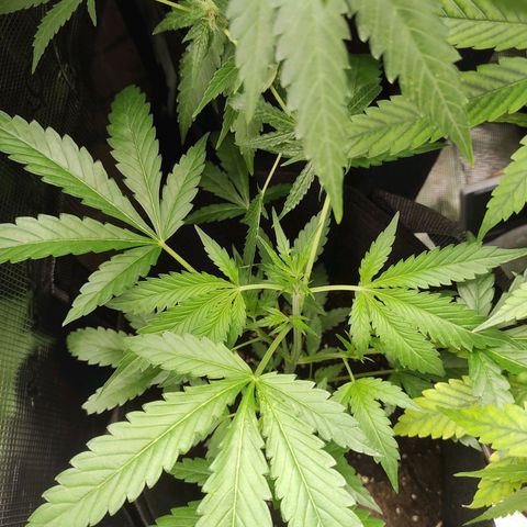 Stichy orange XXL growlog timeline photo