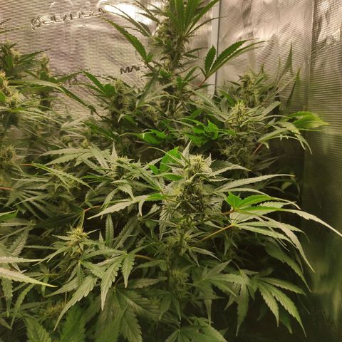 Banana Kush Cake Automatic growlog timeline photo