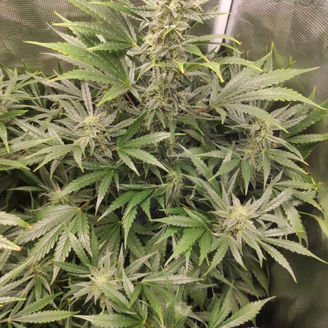 Banana Kush Cake Automatic growlog timeline photo