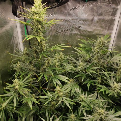 Master Kush Automatic growlog timeline photo