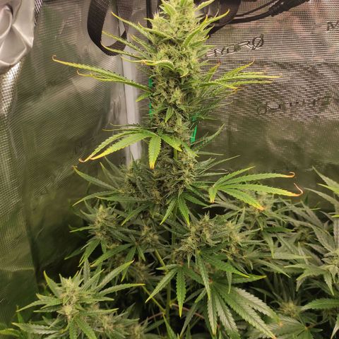 Master Kush Automatic growlog timeline photo