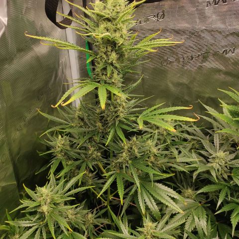 Master Kush Automatic growlog timeline photo