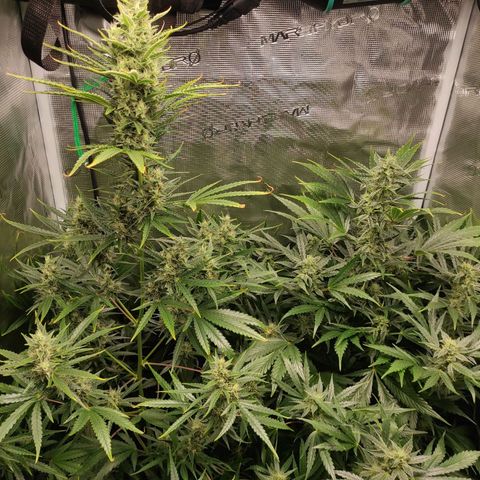 Banana Kush Cake Automatic growlog timeline photo