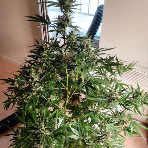 Master Kush Automatic growlog timeline photo