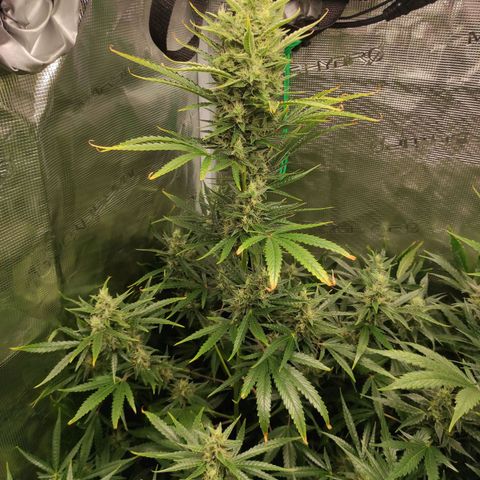 Master Kush Automatic growlog timeline photo