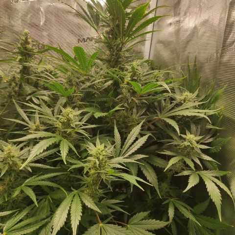 Banana Kush Cake Automatic growlog timeline photo