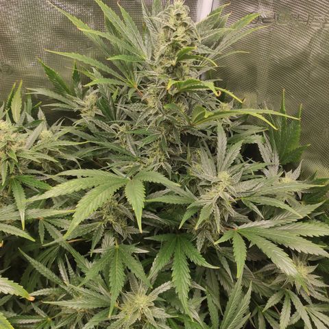 Banana Kush Cake Automatic growlog timeline photo