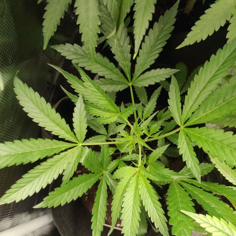 Stichy orange XXL growlog timeline photo