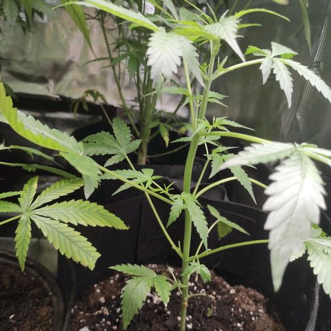 Purple Skunk auto growlog timeline photo