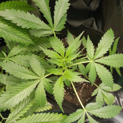 Purple Skunk auto growlog timeline photo
