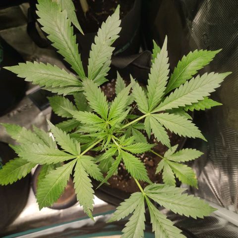 Purple Skunk auto growlog timeline photo