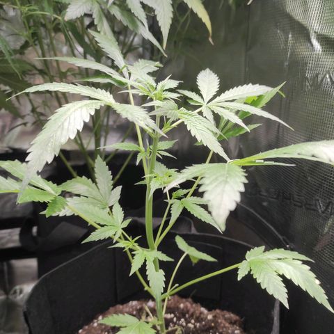 Purple Skunk auto growlog timeline photo