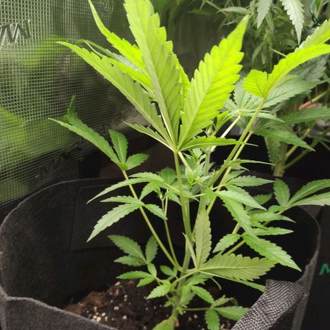 Stichy orange XXL growlog timeline photo