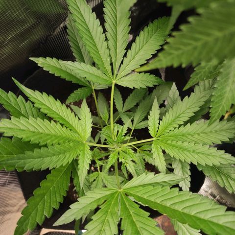 Stichy orange XXL growlog timeline photo