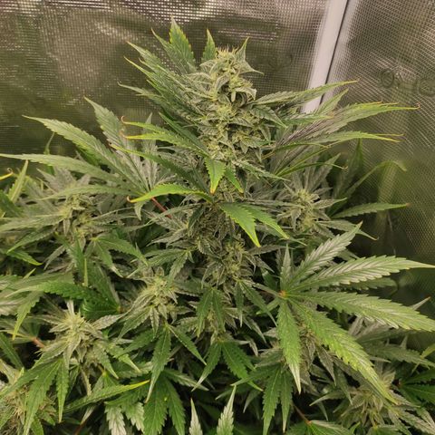 Banana Kush Cake Automatic growlog timeline photo