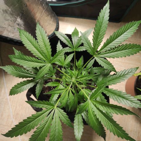 Stichy orange XXL growlog timeline photo