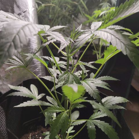 Stichy orange XXL growlog timeline photo