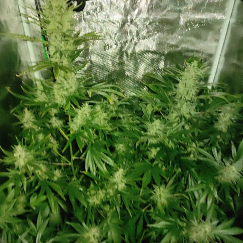 Master Kush Automatic growlog timeline photo