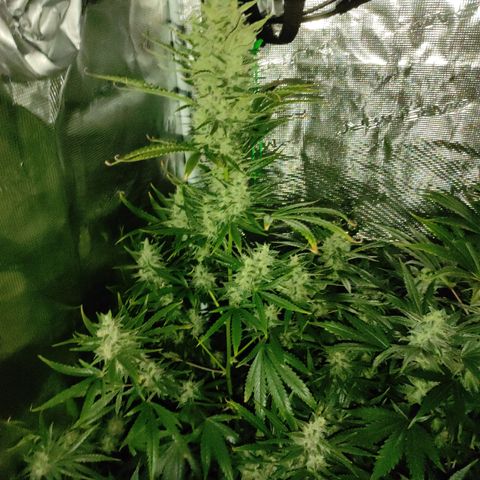 Master Kush Automatic growlog timeline photo