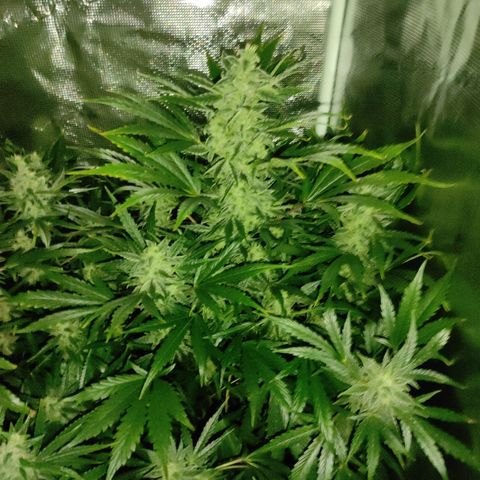 Banana Kush Cake Automatic growlog timeline photo