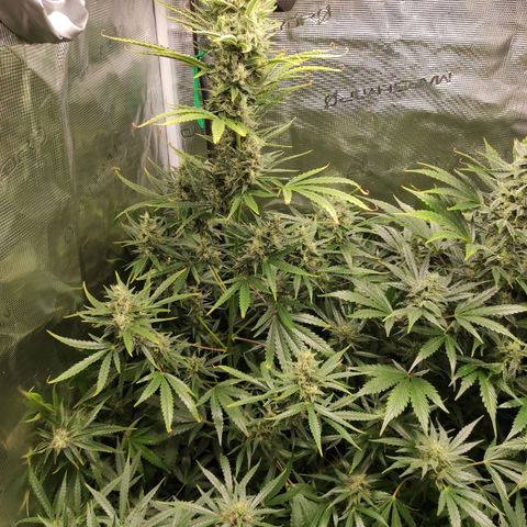 Master Kush Automatic growlog timeline photo