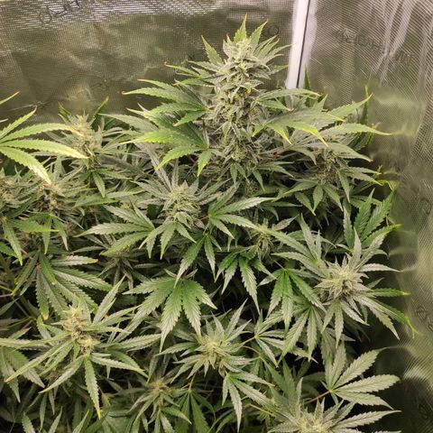 Banana Kush Cake Automatic growlog timeline photo