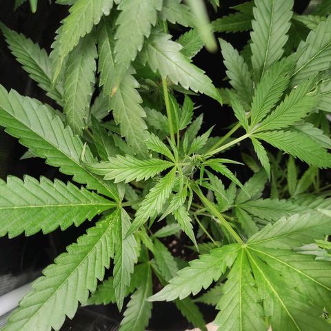 Stichy orange XXL growlog timeline photo