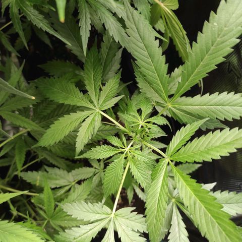 Purple Skunk auto growlog timeline photo
