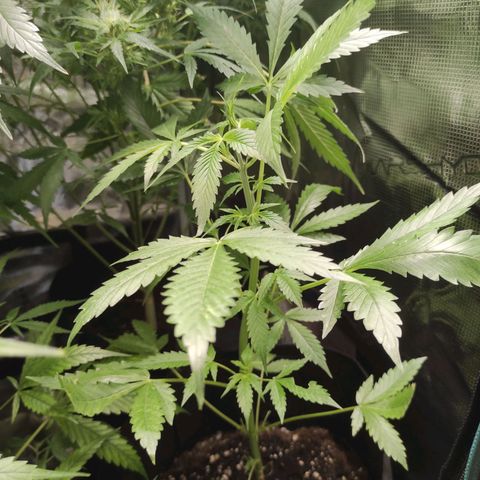 Purple Skunk auto growlog timeline photo