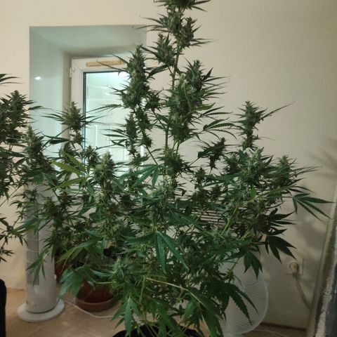 Master Kush Automatic growlog timeline photo